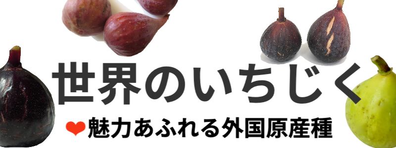 無農薬・有機肥料栽培外国産種いちじく