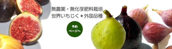 未使用品 イチジク 無花果 無農薬 Kwtmr5 3年生 グッドー 植物 観葉植物 Importadorasanchezmontoya Com